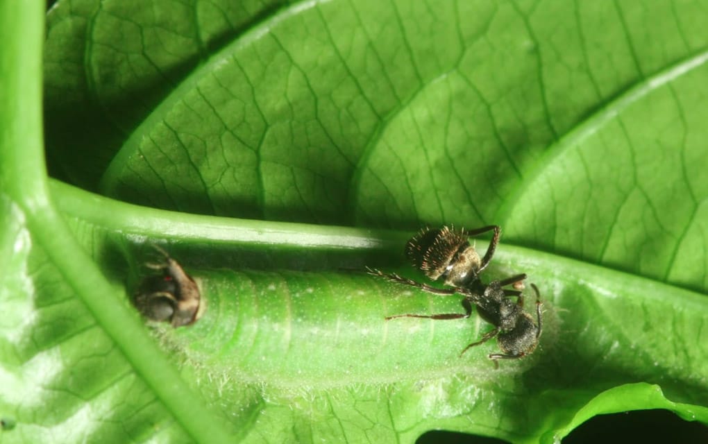 Las hormigas son ejemplo social, de adaptación y sobrevivencia