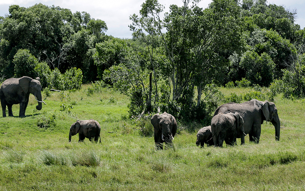 Safaris virtuales distraen a la población confinada