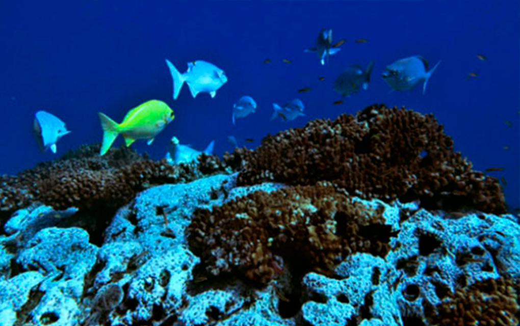 México es líder mundial en la protección de áreas marinas / Contenido patrocinado