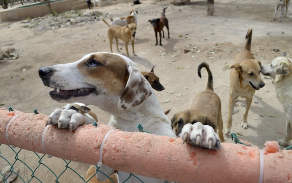 Crece número de perros en refugios caninos en Querétaro