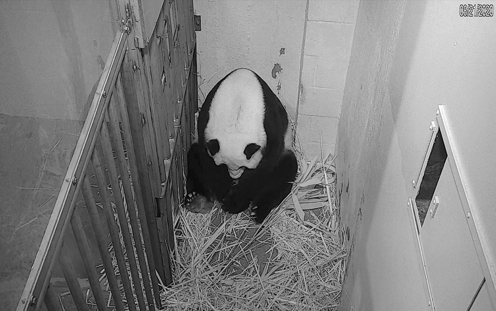 Transmiten en vivo el nacimiento de un cachorro panda /Foto: AP