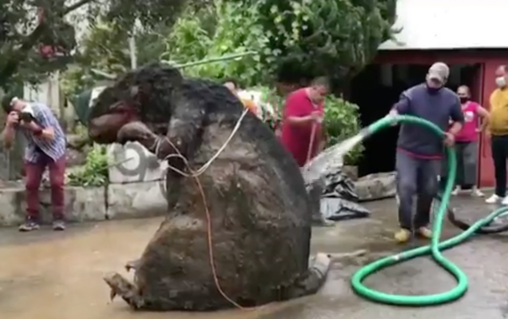 Hallan ‘rata gigante’ en drenaje de la Magdalena Contreras