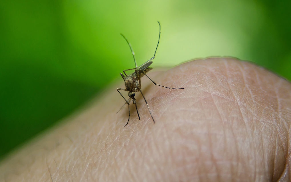 Sigue estas recomendaciones para evitar la transmisión del dengue /Foto: Pixabay