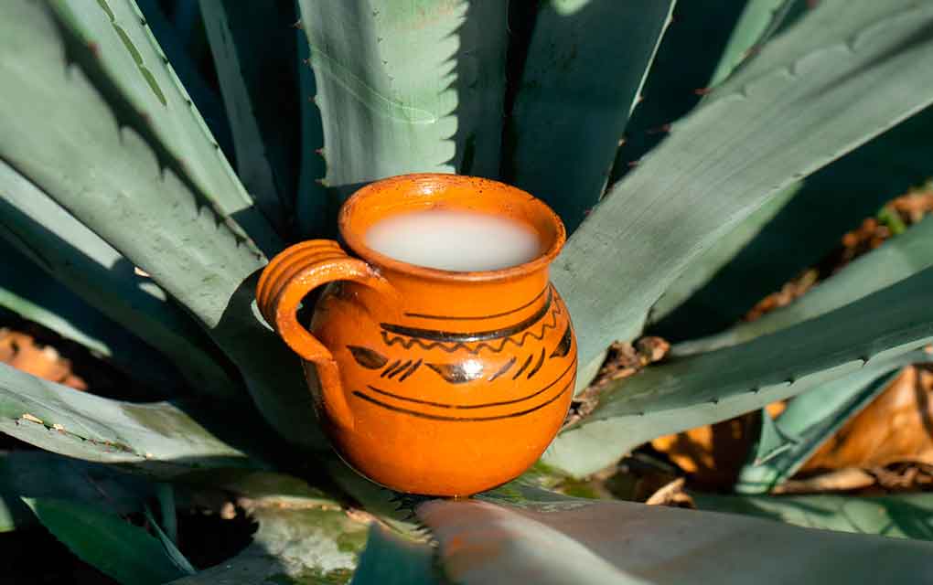 El Magueyal, ubicado en San José de la Peñuela, Colón, es un lugar que rinde tributo a la bebida más ancestral de la región: El pulque