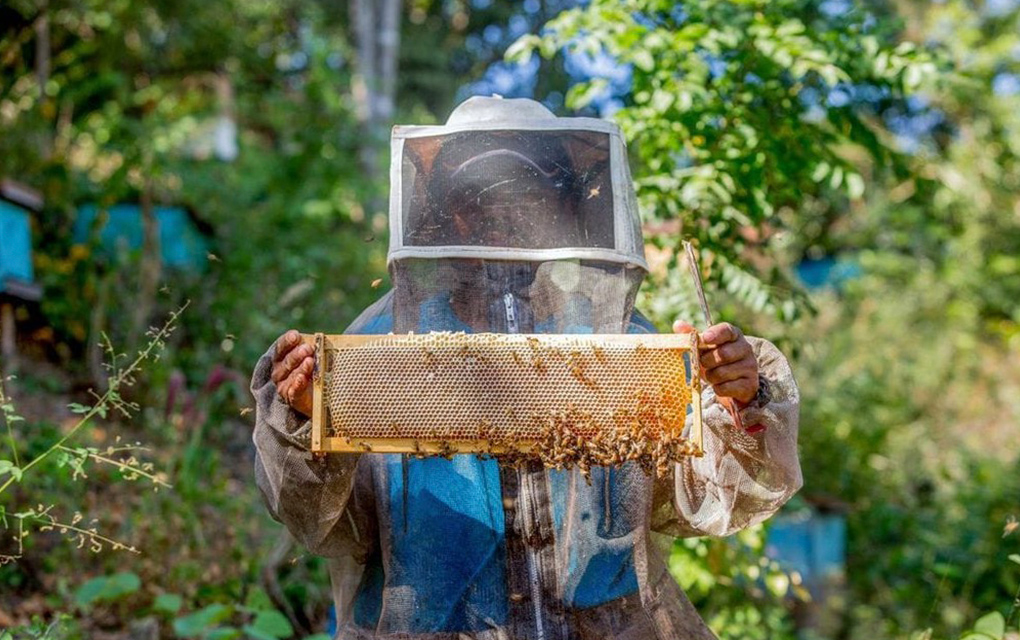 Reduce Sader impacto de la africanización de las abejas/ Foto: Especial