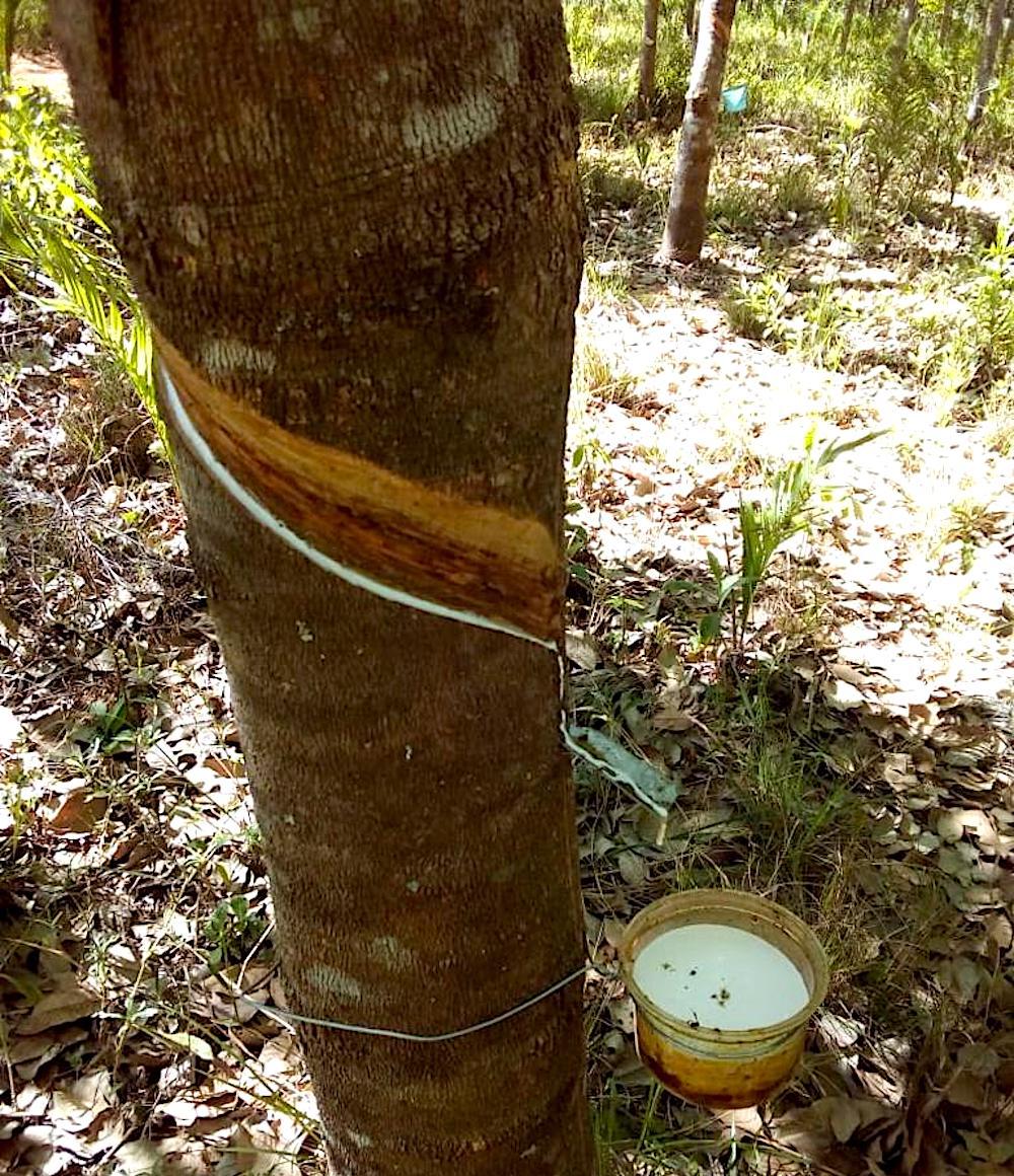 Un árbol de hule tiene una vida productiva superior a los 30 años
