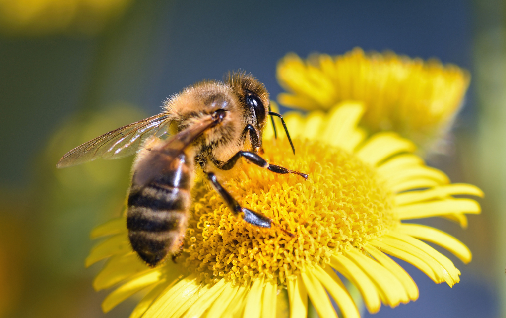 eSin polinización de abejas, en riesgo producción alimentariato: Especial