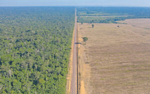 Deforestación amazónica alcanza nivel récord en mayo