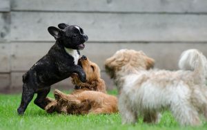 Festeja el Día Mundial del Perro con estos 5 tips para consentir a tu mascota