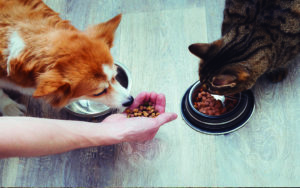 Solicita el PAN eliminar el IVA a alimentos de mascotas
