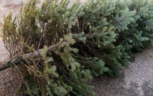 Conafor invita a reciclar el árbol de Navidad de los queretanos