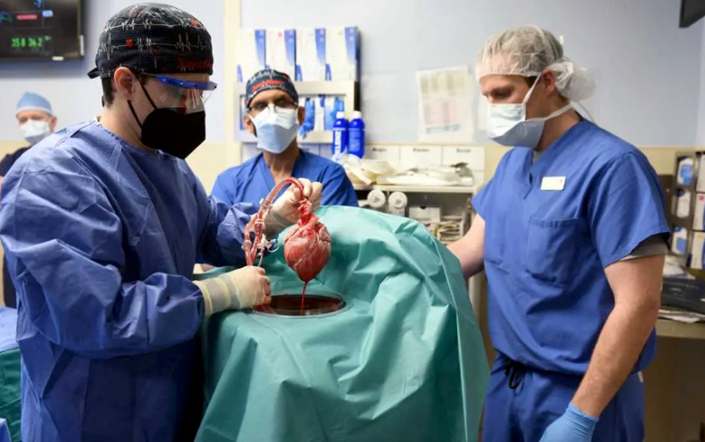 Paciente recibe el primer trasplante de corazón de un cerdo