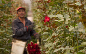 Querétaro, cuarto en producción de rosas/ Foto: Cuartoscuro