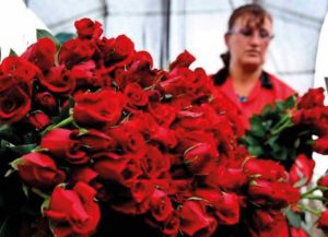 Vendedores de flores esperan tener ganancias este San Valentin