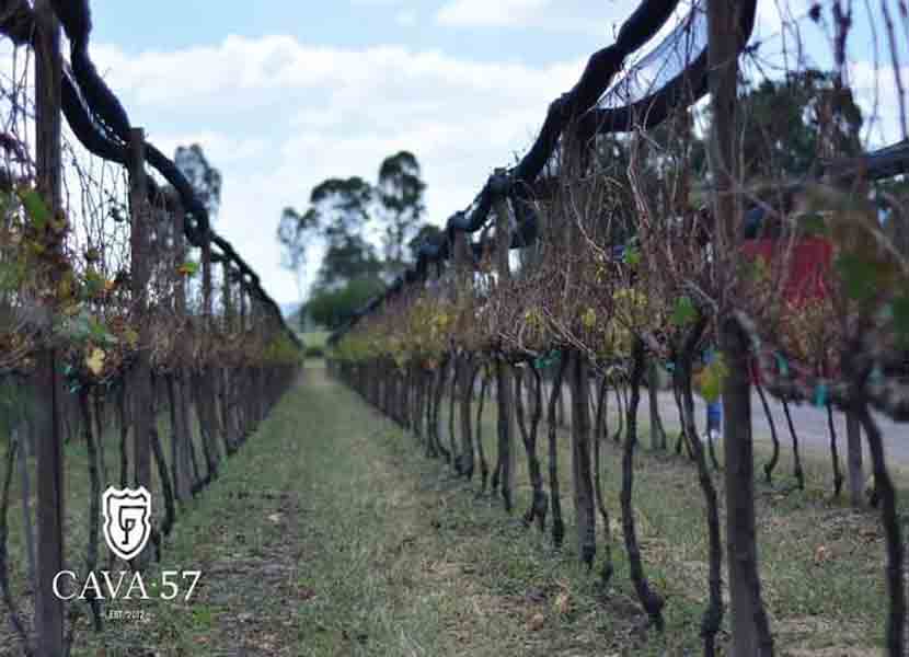 Los 10 mejores viñedos de Querétaro