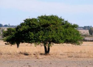 ¿Qué árboles se puden plantar en Querétaro para combatir el calor?