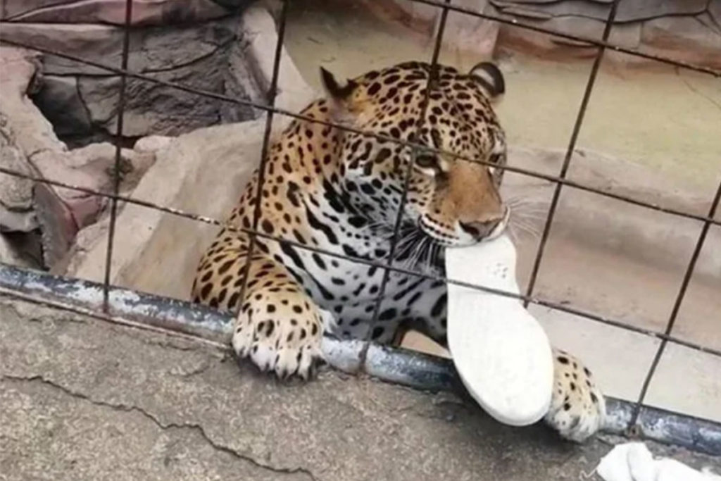 Adolescente traspasa seguridad del zoológico y jaguar lo ataca en Guanajuato
