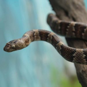 Las serpientes y su instinto silvestre