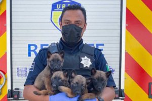 CAAM de El Marqués rescata ejemplares caninos que vendían clandestinamente