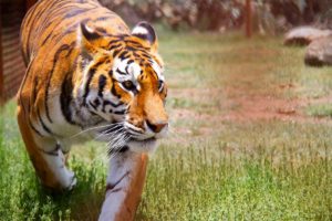 Solicitan a legisladores donar recursos para felinos del Black Jaguar - White Tiger