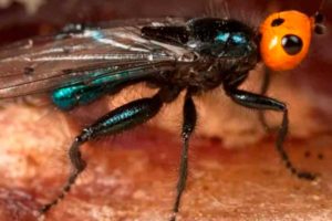 Vuelven moscas carnívoras que se pensaban extintas por casi dos siglos