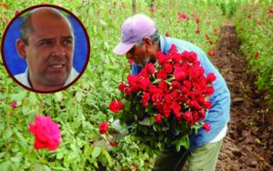 Querétaro, cuarto lugar a nivel nacional en producir rosas y carne de ave