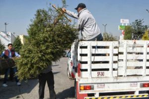 La recolección de árboles de Navidad se ha realizado por varios años. / Foto: Especial