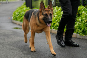 El perro de Joe Biden, 'Commander', muerde a otro agente del  Servicio Secreto / Foto: AP