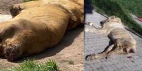 Exhiben maltrato animal en santuario felino de CDMX; no tenían cola