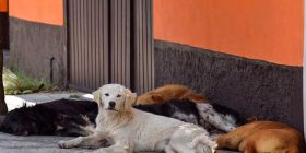 Falta de conciencia y respeto por animales en Querétaro: Lorena Arrieta