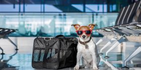 Todo lo que debes saber si quieres viajar con tu perrito en avión